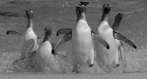 Penguins